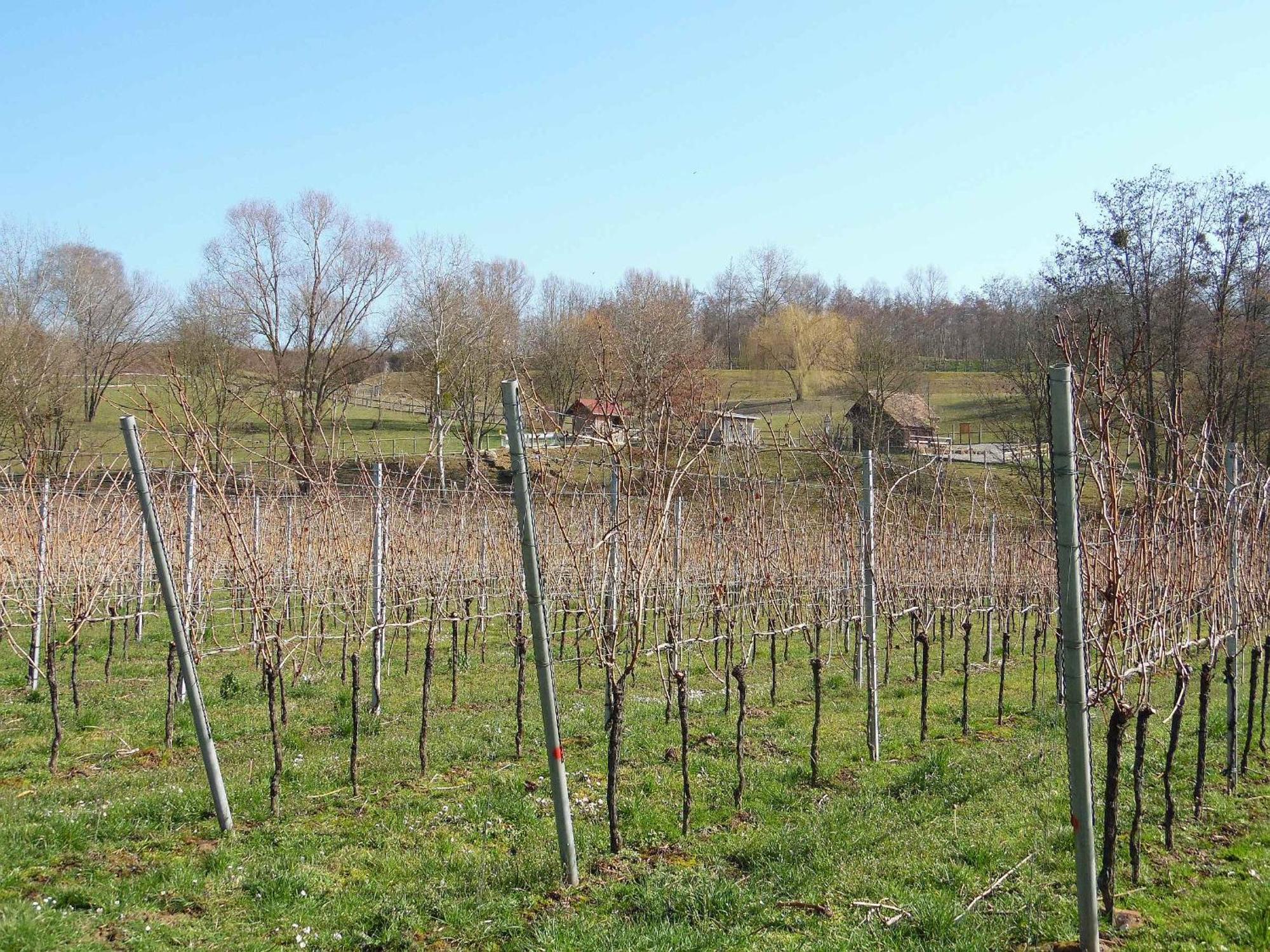 Ferienwohnungen Hog , Ringsheim Exteriér fotografie